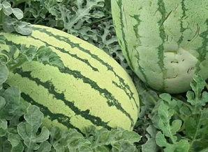 吃瓜网怎么来的,揭秘网络热词背后的故事