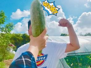 网红周丽珊吃瓜,一场吃瓜盛宴背后的故事