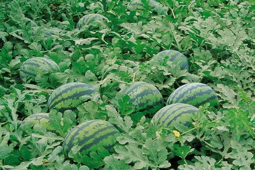 娱乐吃瓜酱一半是植物人,揭秘娱乐吃瓜酱背后的绿色秘密