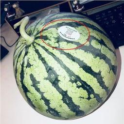 甘谷网红吃瓜,揭秘幕后故事与热门话题